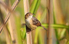 Golden-headed Cisticola